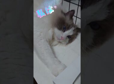 気づいてしまった？ #cat #ラグドール#可愛い猫