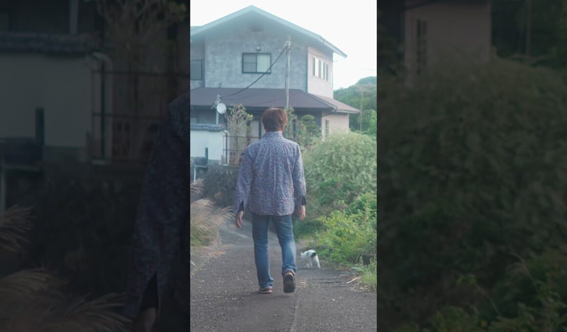 夕暮れのお散歩。いつもの散歩道 #熱海 #伊豆 #ジャパニーズボブテイル #猫のいる暮らし #保護猫  ♯野良猫