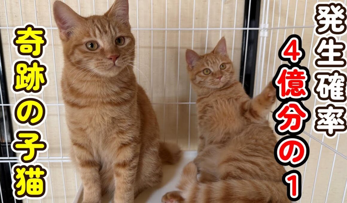 【驚愕の事実】４億分の１の子猫たち