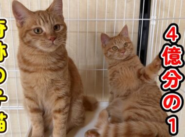 【驚愕の事実】４億分の１の子猫たち