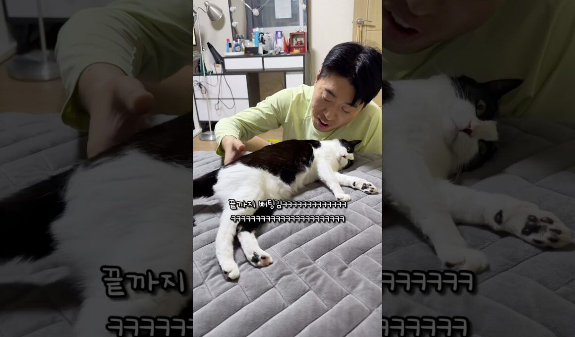 온열매트 점령한 고양이