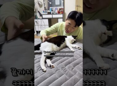 온열매트 점령한 고양이