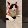 顔洗って寝る支度をするスノーシューミックスのにゃんこ #shorts #猫のいる生活