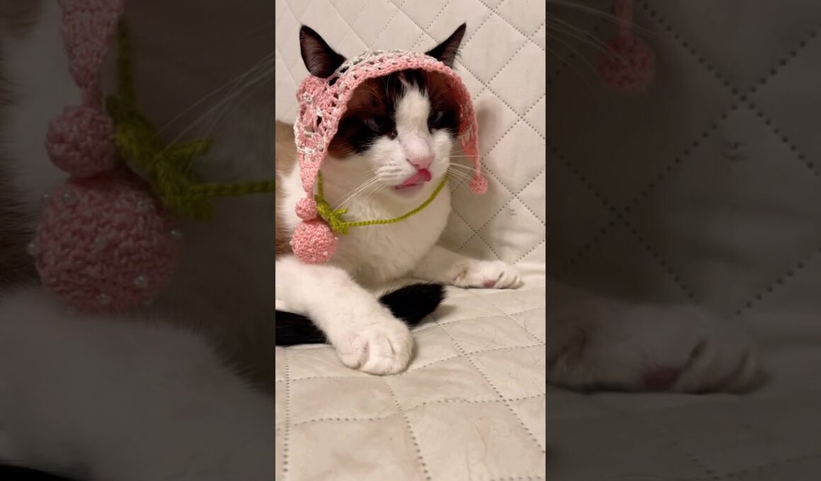 顔洗って寝る支度をするスノーシューミックスのにゃんこ #shorts #猫のいる生活