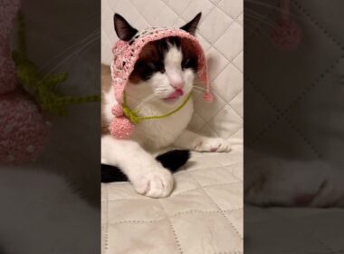 顔洗って寝る支度をするスノーシューミックスのにゃんこ #shorts #猫のいる生活
