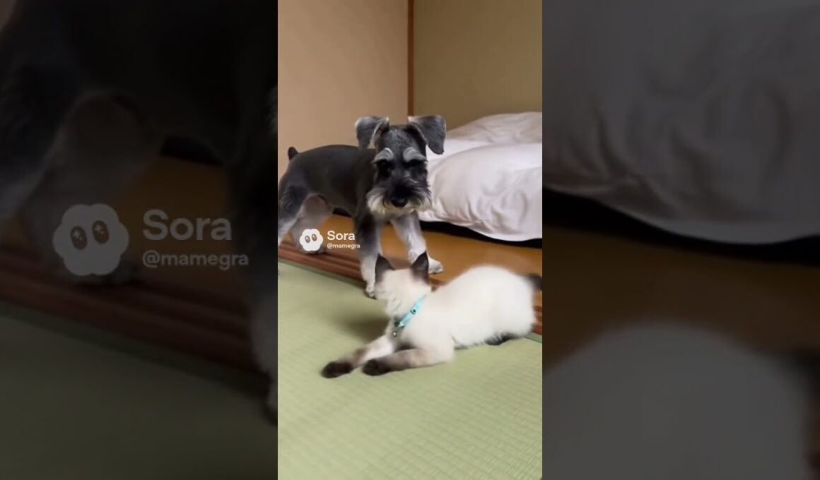 走るシャム猫とミニチュアシュナウザー/Running Siamese Cat and Miniature Schnauzer #cat #Miniature Schnauzer #kittens