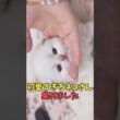 絶対通知切って見たい猫映像#猫　#猫のいる暮らし　#猫動画　#ねこ　#可愛い　#かわいい　#可愛すぎる　#2ch　#癒し　#ペット　#動物　#2ch 　#shorts
