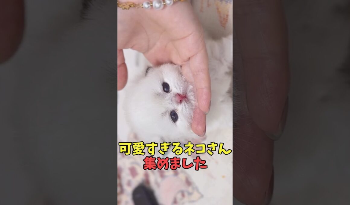絶対通知切って見たい猫映像#猫　#猫のいる暮らし　#猫動画　#ねこ　#可愛い　#かわいい　#可愛すぎる　#2ch　#癒し　#ペット　#動物　#2ch 　#shorts