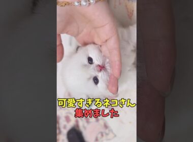 絶対通知切って見たい猫映像#猫　#猫のいる暮らし　#猫動画　#ねこ　#可愛い　#かわいい　#可愛すぎる　#2ch　#癒し　#ペット　#動物　#2ch 　#shorts