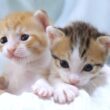 ミルクの後にお膝の上で仲良く寛ぐミニミニ子猫達【赤ちゃん猫　保護猫】