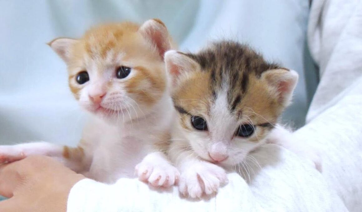 ミルクの後にお膝の上で仲良く寛ぐミニミニ子猫達【赤ちゃん猫　保護猫】