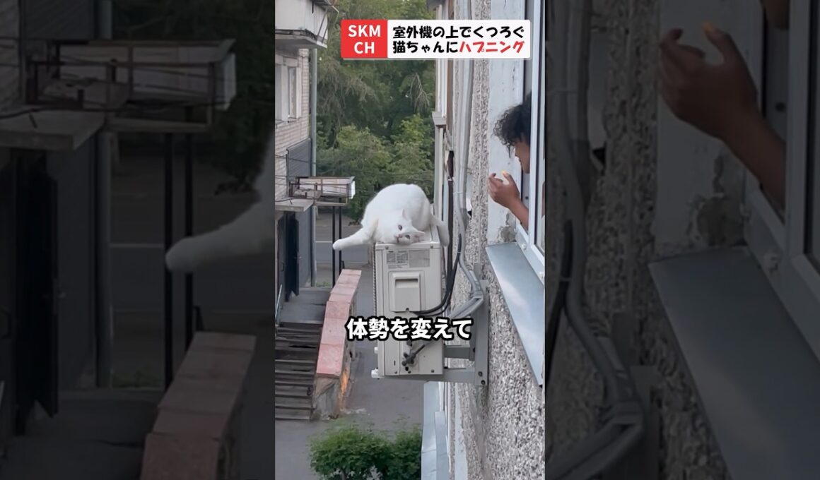 室外機の上でくつろぐ猫ちゃんにハプニング