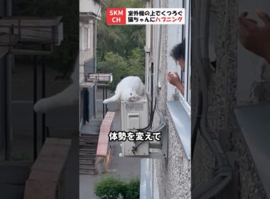 室外機の上でくつろぐ猫ちゃんにハプニング