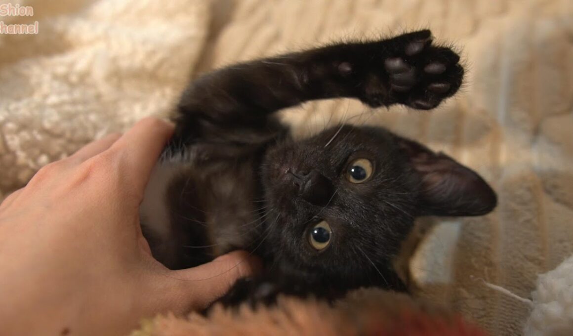 初めてのホカぺの温かさにとろけてしまう子猫たち