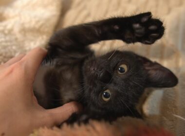 初めてのホカぺの温かさにとろけてしまう子猫たち