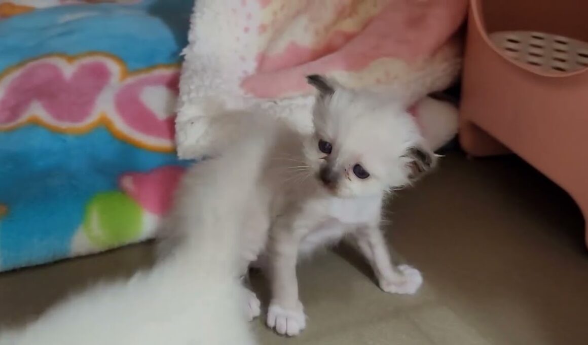 バーマン子猫です