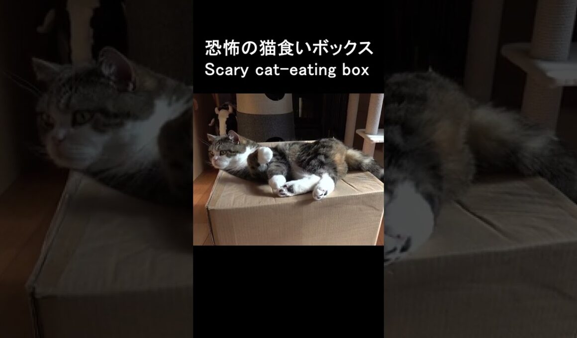 箱に食べられちゃうまる。 #Shorts #猫
