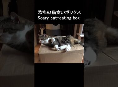 箱に食べられちゃうまる。 #Shorts #猫
