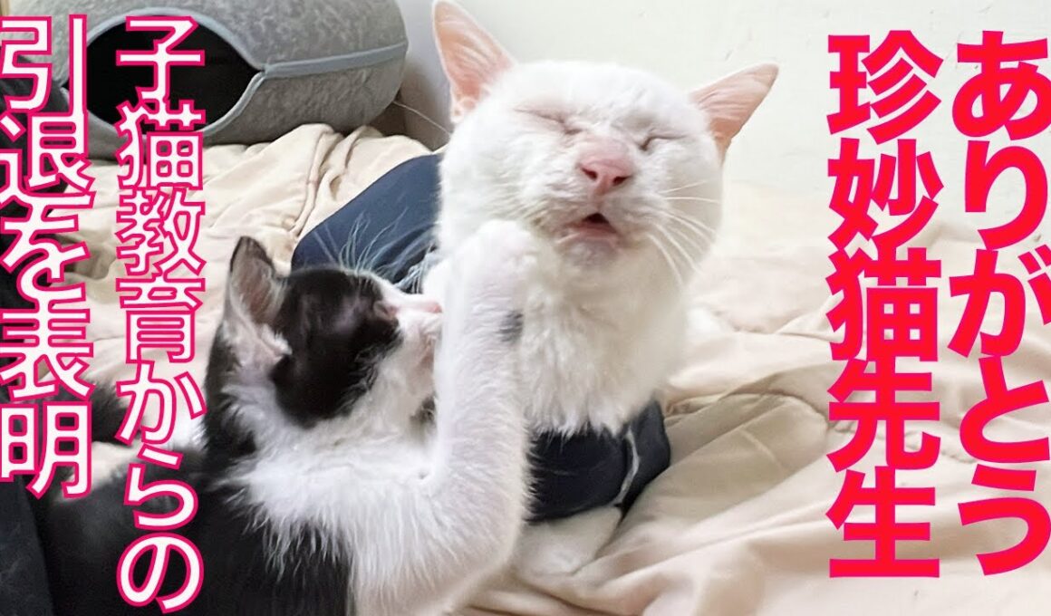 ありがとう珍妙猫先生、子猫育成引退のとき　My spacecat's retirement from the education field