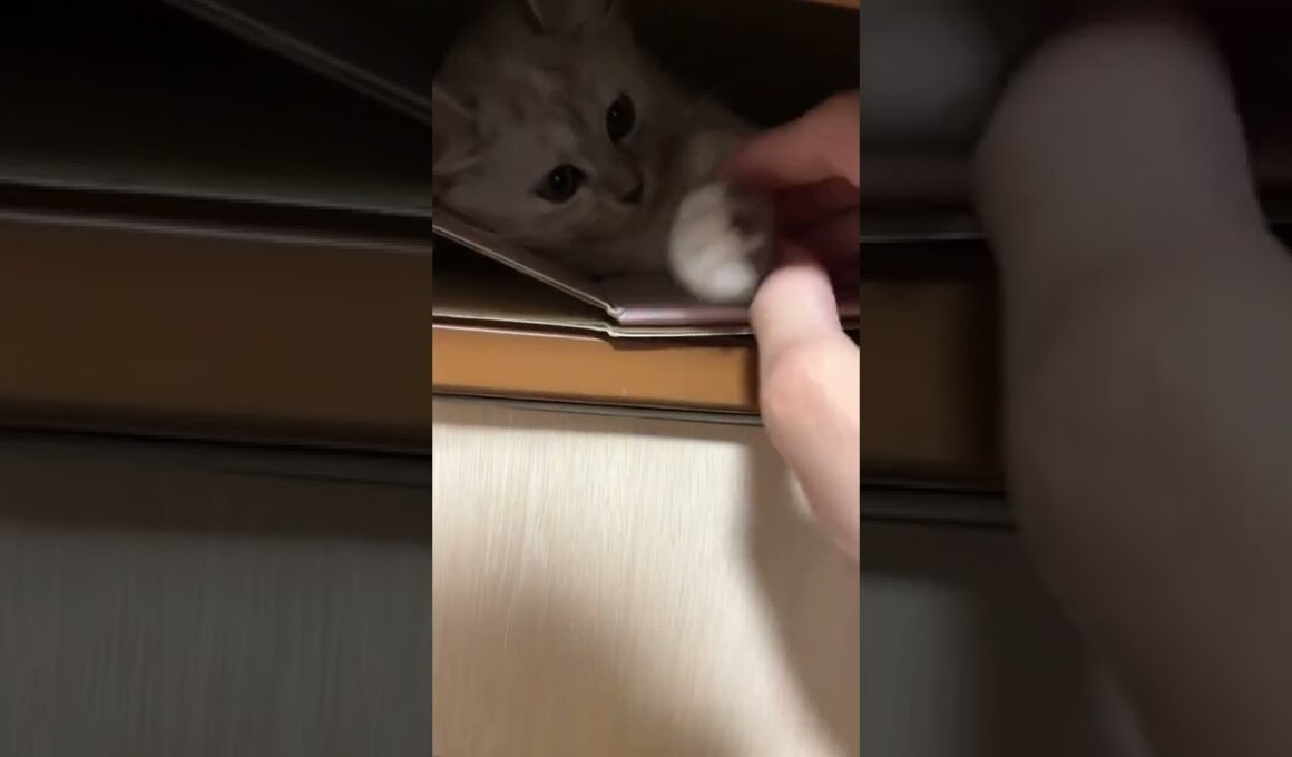 【かくれんぼ】こももちゃんは拗ねた時に必ず押し入れの隅っこに隠れてますw #shorts