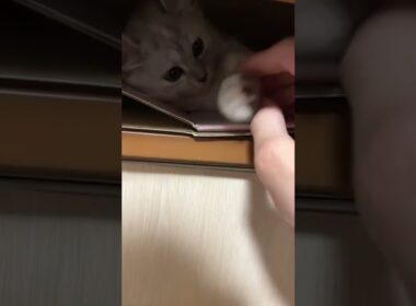 【かくれんぼ】こももちゃんは拗ねた時に必ず押し入れの隅っこに隠れてますw #shorts