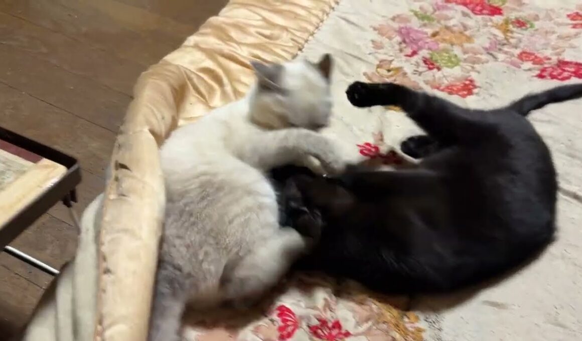 シャムの雫、キジシロのルルに稽古された後、黒猫の黒夢に稽古を挑む。三毛猫ミックスが鳴きまくっていたので、一旦、中止の後、再開w