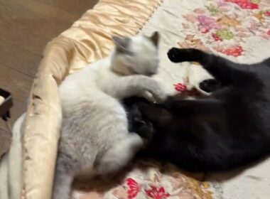 シャムの雫、キジシロのルルに稽古された後、黒猫の黒夢に稽古を挑む。三毛猫ミックスが鳴きまくっていたので、一旦、中止の後、再開w