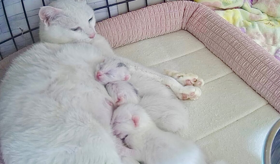 生後4日ゆるゆるなおっぱい争奪戦を繰り広げる子猫【白玉ちゃん日記#8】Four-day-old kittens