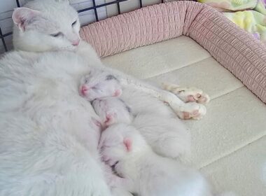 生後4日ゆるゆるなおっぱい争奪戦を繰り広げる子猫【白玉ちゃん日記#8】Four-day-old kittens