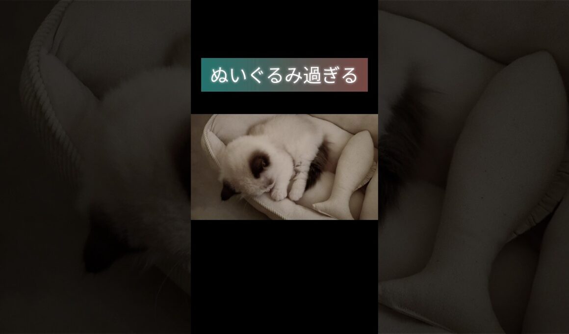 #shorts #ラグドール #子猫 #猫のいる生活 #甘えん坊猫 #ぬいぐるみ猫