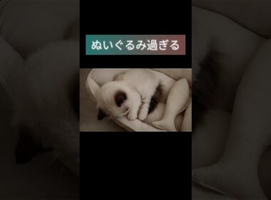 #shorts #ラグドール #子猫 #猫のいる生活 #甘えん坊猫 #ぬいぐるみ猫