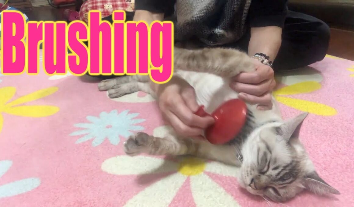 ブラッシング好きなシャム猫MIXそんなに気持ち良いの？😀Siamese cat MIX who likes brushing Is it so comfortable? 😀