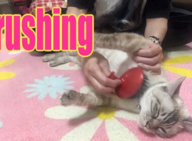 ブラッシング好きなシャム猫MIXそんなに気持ち良いの？😀Siamese cat MIX who likes brushing Is it so comfortable? 😀