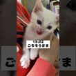 鳴き声が赤ちゃんの頃と変わらない子猫の昼ルーティン