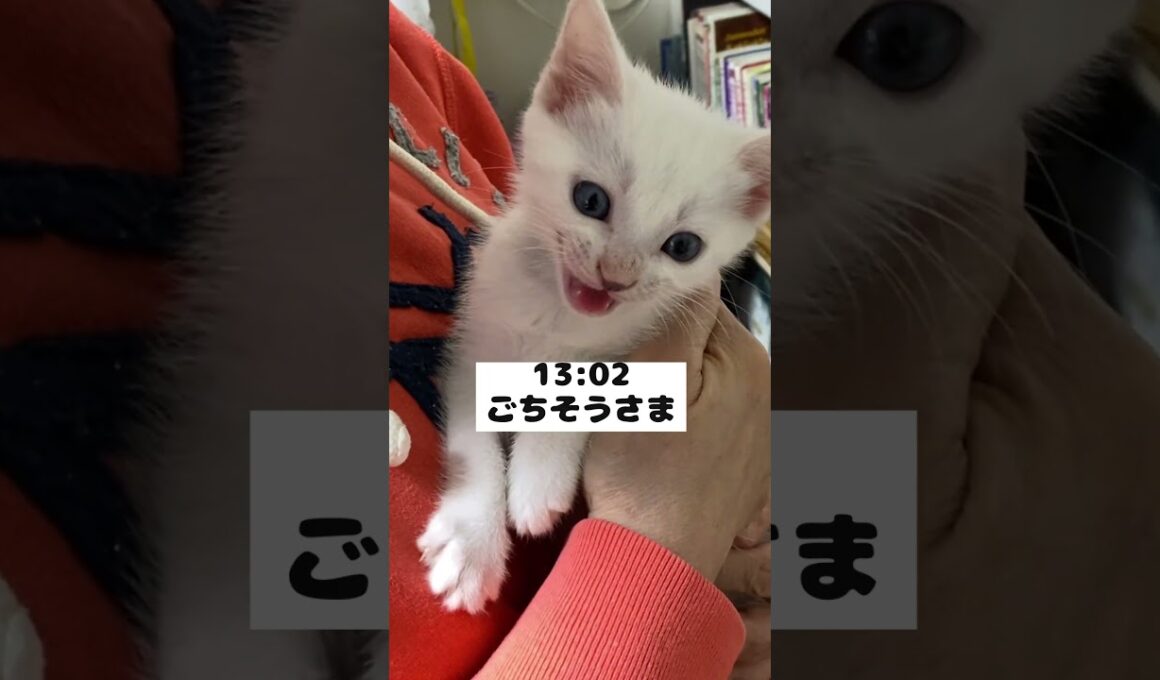 鳴き声が赤ちゃんの頃と変わらない子猫の昼ルーティン