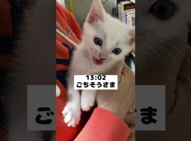 鳴き声が赤ちゃんの頃と変わらない子猫の昼ルーティン