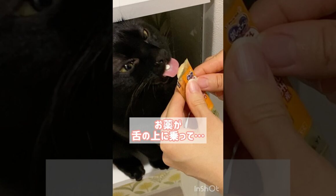 超簡単な猫のお薬の飲ませ方　#黒猫 #ボンベイ #cat #bombay #ねこ #ねこ動画 #ねこのいる生活 #ねこのいる暮らし #介護 #老猫 #投薬 #ちゅーる #おやつ #病気 #病院