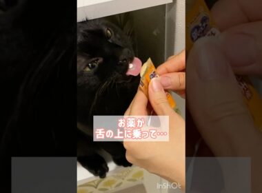 超簡単な猫のお薬の飲ませ方　#黒猫 #ボンベイ #cat #bombay #ねこ #ねこ動画 #ねこのいる生活 #ねこのいる暮らし #介護 #老猫 #投薬 #ちゅーる #おやつ #病気 #病院