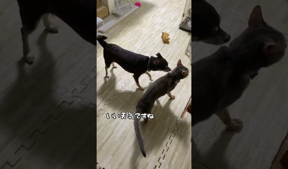 とにかく猫が好きな犬 #shorts #チワワ #アビシニアン