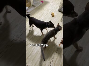 とにかく猫が好きな犬 #shorts #チワワ #アビシニアン