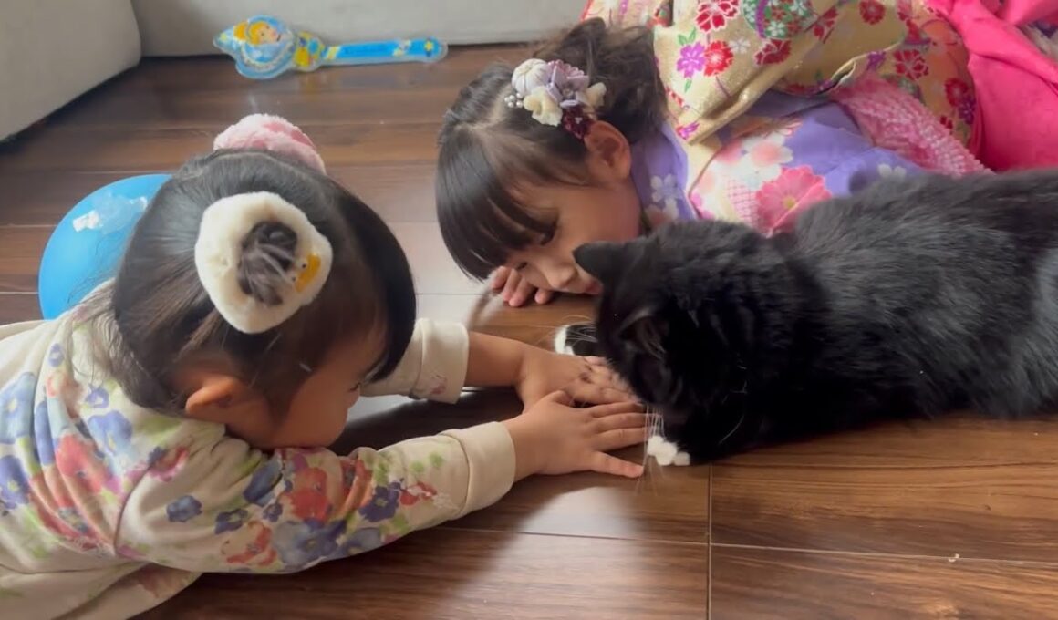 七五三姿に周りをウロウロする猫　ラガマフィン　サイベリアンThe cat wanders around looking at the celebratory scene.