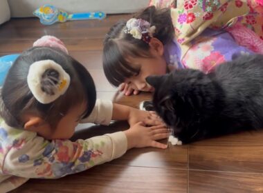 七五三姿に周りをウロウロする猫　ラガマフィン　サイベリアンThe cat wanders around looking at the celebratory scene.