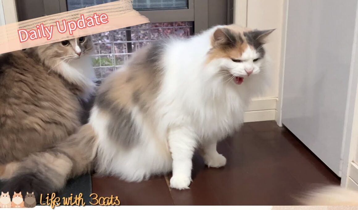 キレすぎな猫と可哀そうすぎる猫／ノルウェージャンフォレストキャットとサイベリアン