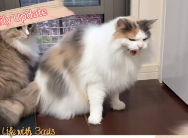 キレすぎな猫と可哀そうすぎる猫／ノルウェージャンフォレストキャットとサイベリアン