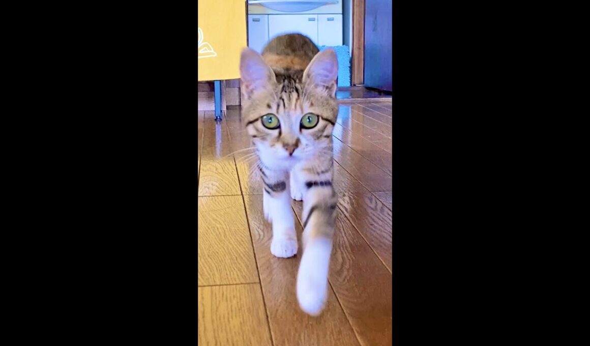 ママが呼ぶと「うるるる」って言いながら駆け寄ってくる子猫　#Shorts