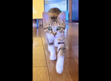 ママが呼ぶと「うるるる」って言いながら駆け寄ってくる子猫　#Shorts