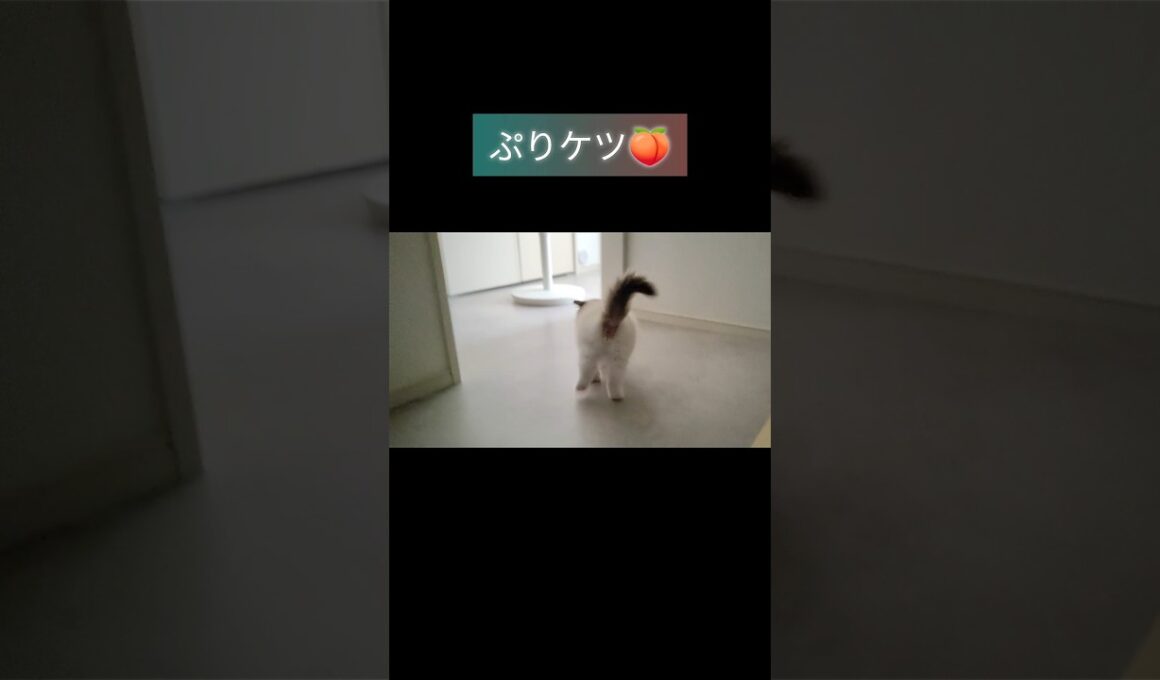 #shorts #ラグドール #子猫 #猫のいる生活 #甘えん坊猫 #プリケツ #ぬいぐるみ猫