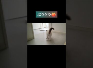 #shorts #ラグドール #子猫 #猫のいる生活 #甘えん坊猫 #プリケツ #ぬいぐるみ猫