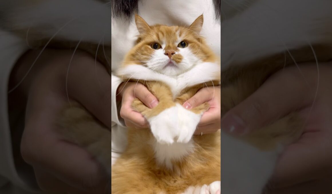 おててが可愛いです😻 #shorts #猫 #マンチカン #短足マンチカン #cat #munchkin