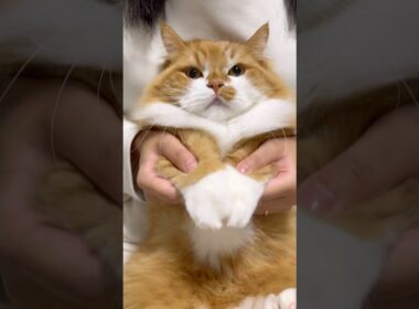 おててが可愛いです😻 #shorts #猫 #マンチカン #短足マンチカン #cat #munchkin